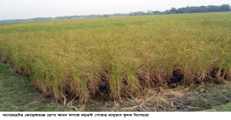 কারেন্ট পোকার আক্রমন ফসলহানীর আতঙ্কে ৬৫